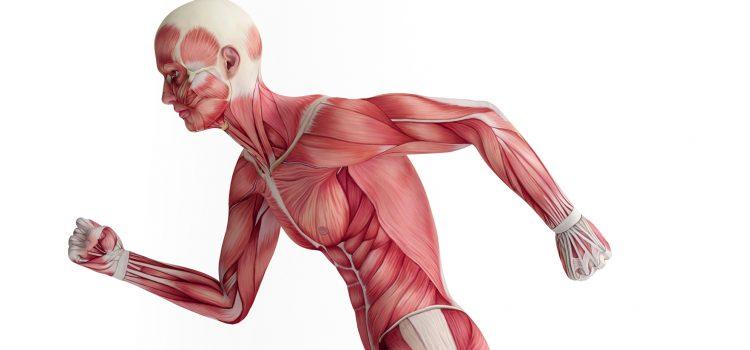 Como manter a saúde muscular?